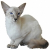 https://www.americanbreeder.com/images/com_adsmanager/categories/648cat_t.jpg