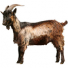 https://www.americanbreeder.com/images/com_adsmanager/categories/6490cat_t.jpg