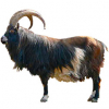 https://www.americanbreeder.com/images/com_adsmanager/categories/6492cat_t.jpg
