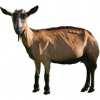 https://www.americanbreeder.com/images/com_adsmanager/categories/6493cat_t.jpg