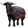 https://www.americanbreeder.com/images/com_adsmanager/categories/6495cat_t.jpg