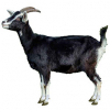 https://www.americanbreeder.com/images/com_adsmanager/categories/6498cat_t.jpg