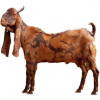 https://www.americanbreeder.com/images/com_adsmanager/categories/6504cat_t.jpg