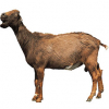https://www.americanbreeder.com/images/com_adsmanager/categories/6505cat_t.jpg