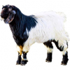 https://www.americanbreeder.com/images/com_adsmanager/categories/6508cat_t.jpg