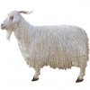 https://www.americanbreeder.com/images/com_adsmanager/categories/6509cat_t.jpg