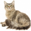 https://www.americanbreeder.com/images/com_adsmanager/categories/650cat_t.jpg