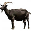 https://www.americanbreeder.com/images/com_adsmanager/categories/6513cat_t.jpg
