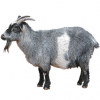 https://www.americanbreeder.com/images/com_adsmanager/categories/6514cat_t.jpg