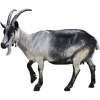 https://www.americanbreeder.com/images/com_adsmanager/categories/6518cat_t.jpg