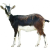 https://www.americanbreeder.com/images/com_adsmanager/categories/6519cat_t.jpg