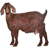 https://www.americanbreeder.com/images/com_adsmanager/categories/6520cat_t.jpg