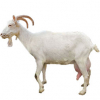 https://www.americanbreeder.com/images/com_adsmanager/categories/6521cat_t.jpg
