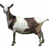 https://www.americanbreeder.com/images/com_adsmanager/categories/6522cat_t.jpg