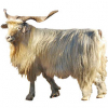 https://www.americanbreeder.com/images/com_adsmanager/categories/6523cat_t.jpg