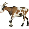 https://www.americanbreeder.com/images/com_adsmanager/categories/6525cat_t.jpg