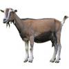 https://www.americanbreeder.com/images/com_adsmanager/categories/6526cat_t.jpg