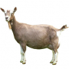 https://www.americanbreeder.com/images/com_adsmanager/categories/6527cat_t.jpg