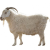 https://www.americanbreeder.com/images/com_adsmanager/categories/6558cat_t.jpg