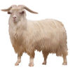 https://www.americanbreeder.com/images/com_adsmanager/categories/6564cat_t.jpg