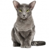 https://www.americanbreeder.com/images/com_adsmanager/categories/656cat_t.jpg