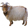 https://www.americanbreeder.com/images/com_adsmanager/categories/6599cat_t.jpg