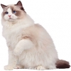 https://www.americanbreeder.com/images/com_adsmanager/categories/659cat_t.jpg