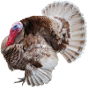 https://www.americanbreeder.com/images/com_adsmanager/categories/6623cat_t.jpg