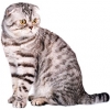 https://www.americanbreeder.com/images/com_adsmanager/categories/662cat_t.jpg