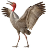 https://www.americanbreeder.com/images/com_adsmanager/categories/6637cat_t.jpg