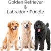https://www.americanbreeder.com/images/com_adsmanager/categories/6642cat_t.jpg