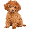 https://www.americanbreeder.com/images/com_adsmanager/categories/6653cat_t.jpg