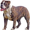 https://www.americanbreeder.com/images/com_adsmanager/categories/6657cat_t.jpg