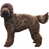 https://www.americanbreeder.com/images/com_adsmanager/categories/6659cat_t.jpg