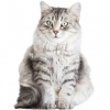 https://www.americanbreeder.com/images/com_adsmanager/categories/665cat_t.jpg