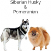 https://www.americanbreeder.com/images/com_adsmanager/categories/6660cat_t.jpg