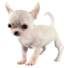 https://www.americanbreeder.com/images/com_adsmanager/categories/6665cat_t.jpg