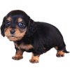 https://www.americanbreeder.com/images/com_adsmanager/categories/6667cat_t.jpg