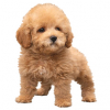 https://www.americanbreeder.com/images/com_adsmanager/categories/6669cat_t.jpg