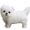 https://www.americanbreeder.com/images/com_adsmanager/categories/6671cat_t.jpg