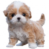 https://www.americanbreeder.com/images/com_adsmanager/categories/6672cat_t.jpg