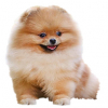 https://www.americanbreeder.com/images/com_adsmanager/categories/6674cat_t.jpg