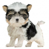 https://www.americanbreeder.com/images/com_adsmanager/categories/6679cat_t.jpg