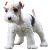 https://www.americanbreeder.com/images/com_adsmanager/categories/6684cat_t.jpg