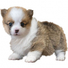 https://www.americanbreeder.com/images/com_adsmanager/categories/6687cat_t.jpg