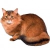 https://www.americanbreeder.com/images/com_adsmanager/categories/668cat_t.jpg