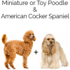 https://www.americanbreeder.com/images/com_adsmanager/categories/6691cat_t.jpg