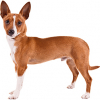 https://www.americanbreeder.com/images/com_adsmanager/categories/6696cat_t.jpg