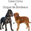https://www.americanbreeder.com/images/com_adsmanager/categories/6702cat_t.jpg