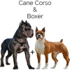https://www.americanbreeder.com/images/com_adsmanager/categories/6703cat_t.jpg
